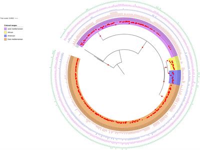 Genome Sequencing and Comparative Genomics of Indian Isolates of Brucella melitensis